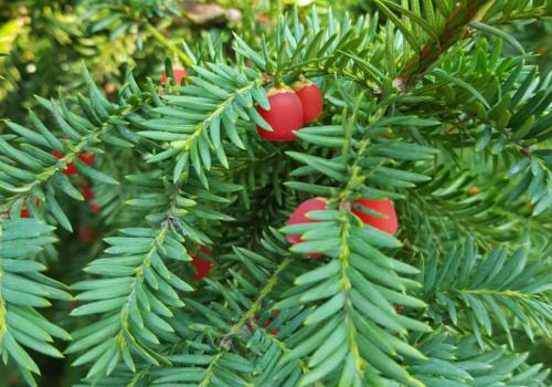 550859187_691975757252807_2791553019108480854_n